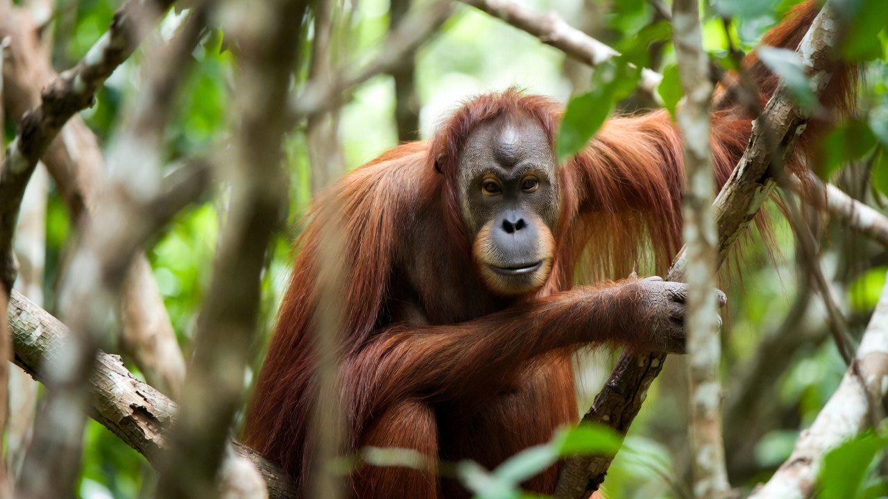 Лангкави travel