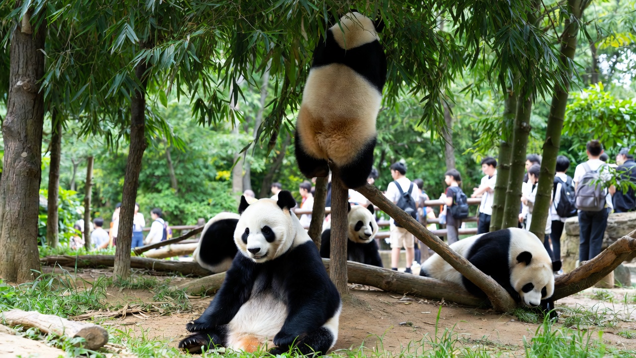 дешёвые билеты Шанхай (Хунцяо) Китай