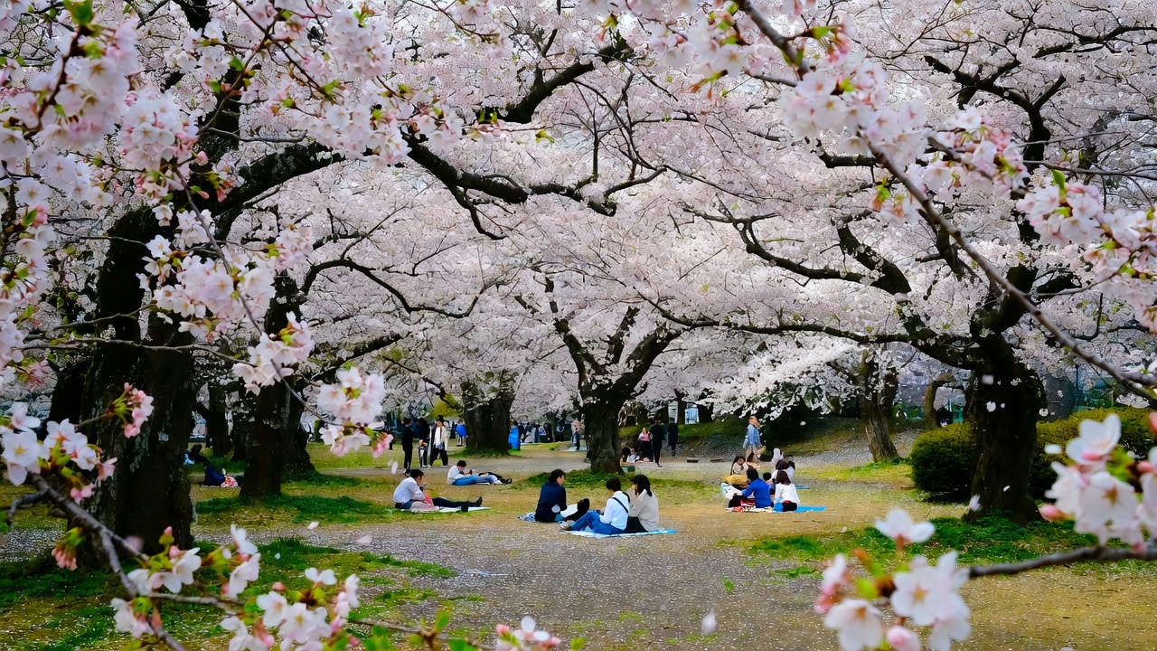 🔥 Москва — Токио за 63331 ₽